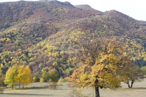 სამეფო ქედი ალგეთის პარკში