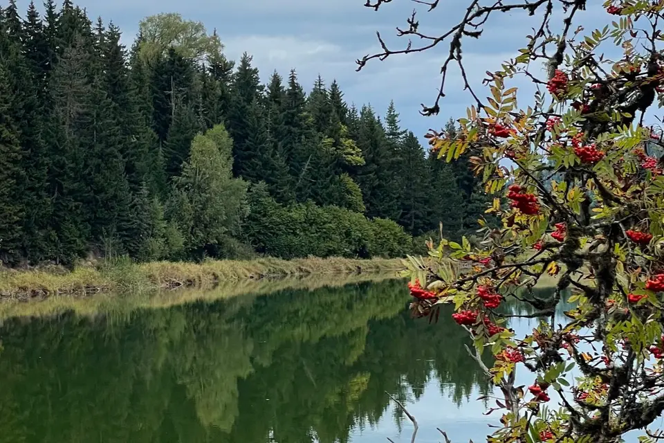 Chobiskhevo Gorge and coniferous forests